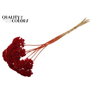 QC Gedroogd Duizendblad | Kleur: Rood | Achillea Droogbloemen | Diameter ± 2 - 4 centimeter | Lengte ± 60 centimeter | 15 stelen per bos | Per bos
