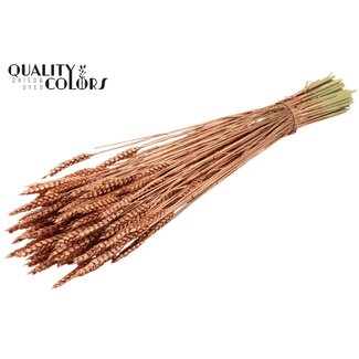 QC Getrockneter Weizen | Farbe: Kupferfarben | Triticum Trockenblumen | Länge ± 60 Zentimeter | Gewicht 220 Gramm | Pro Bund