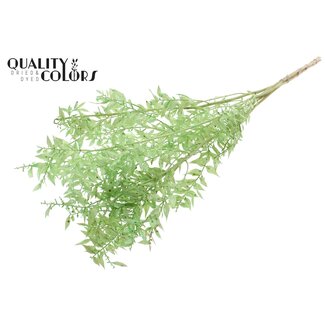 QC Getrockneter Ruscus | Farbe: Mintgrün | Ruscus Trockenblumen | Länge ± 50 Zentimeter | 10 Zweige pro Bund | Pro Bund