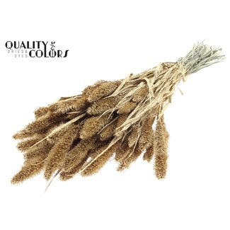 QC Gedroogde Setaria | Kleur: Antiek Goudkleurig met Glitter | Setarea Droogbloemen | Lengte ± 70 centimeter | Gewicht 210 gram | Per bos