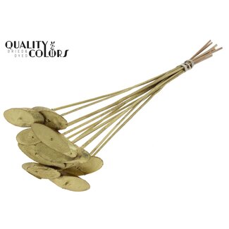 QC Ovalen Houtschijf op stok | Kleur: Goudkleurig | Houtschijf Bijsteker | Diameter 5 - 7 centimeter | Lengte ± 50 centimeter | 10 bijstekers per bos | Per bos