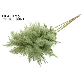 QC Gedroogde Pampas Pluimen | Kleur: Lichtgroen | Pampas Droogbloemen | Lengte ± 100 centimeter | 5 pluimen per bos | Per bos