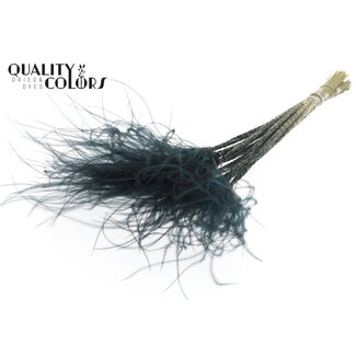 QC Dried Stipa Feather Grass | Colour: Black | Stypha Penata Dried Flowers | Length ± 60 centimetres | 10 plumes per bunch | Per bunch