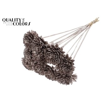 QC Shola Zinnia Bloem op stok | Kleur: Champagnekleurig | Shola Zinia | Diameter 6 centimeter | Lengte ± 50 centimeter | 10 bijstekers per bos | Per bos