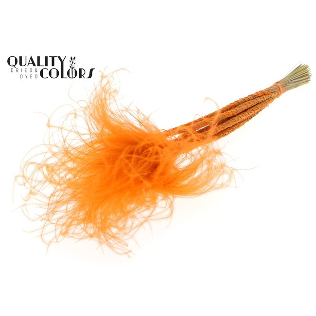 Gedroogd Stipa Vedergras | Kleur: Pastel Oranje | Stypha Penata Droogbloemen | Lengte ± 60 centimeter | 10 pluimpjes per bos | Per bos