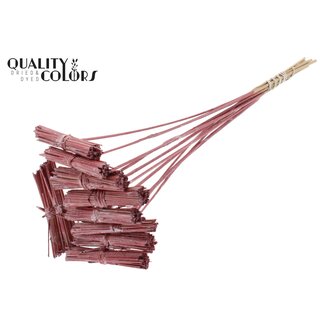 QC Kore Bouquet on stick | Colour: Metallic Red | Kore Plant Stick | Length of plant stick ± 50 centimetres | 10 plant sticks per bunch