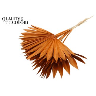 QC Gedroogde Palm Sun Spear | Kleur: Terracotta | Palmbladeren in Waaiervorm | Lengte ± 50 centimeter | 10 takken per bos | Per bos