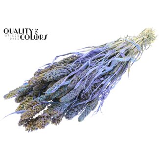 QC Gedroogde Gierst | Kleur: Meerkleurig Lichtblauw | Pennisetum Droogbloemen | Lengte ± 60 centimeter | Gewicht 250 gram | Per bos