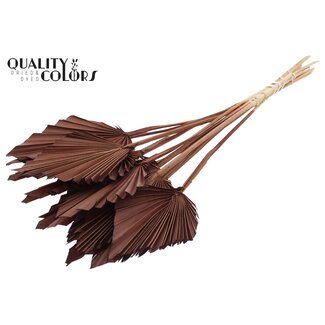 QC Gedroogde Palm Spear | Kleur: Bruin | Palmbladeren in Speervorm | Lengte ± 50 centimeter | 10 takken per bos | Per bos