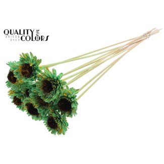 QC Shola Madelief Zonnebloem op stok | Kleur: Gespetterd Mintgroen Geel | Shola Daisy Sunflower | Diameter 6 centimeter | Lengte ± 50 centimeter | 10 bijstekers per bos | Per bos