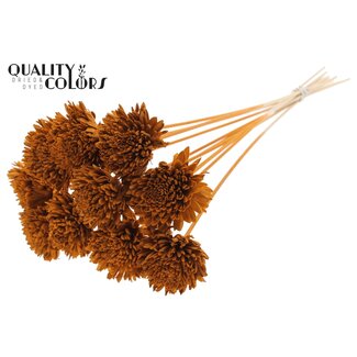 QC Shola Zinnia Flower on stem | Colour: Terracotta | Shola Zinia | Diameter 8 centimetre | Length ± 50 centimetre | 10 picks per bunch | Per bunch