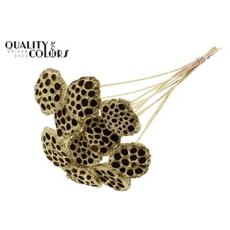QC Gedroogde Lotus Peulen op stok | Kleur: Goudkleurig | Diameter Lotus 5 - 7 centimeter | Lengte bijsteker ± 50 centimeter | 10 bijstekers per bos