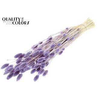 QC Gedroogde Gebleekte Phalaris | Kleur: Milkapaars | Kanariegras Droogbloemen | Lengte ± 70 centimeter | Gewicht 220 gram | Per bos
