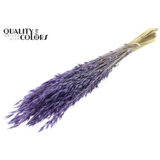 QC Gebleekte Gedroogde Haver | Kleur: Frosted Milkapaars | Avena Droogbloemen | Lengte ± 60 centimeter | Gewicht 200 gram | Per bos