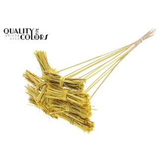 QC White Lady Posy on Stick | Colour: Yellow | White Lady Posy Plant Stick | Length ± 50 centimetres | 10 sticks per bunch