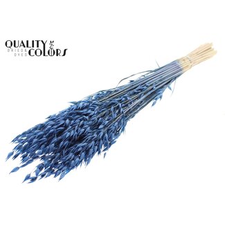 QC Dried Oats Premium | Colour: Blue | Avena Premium Dried Flowers | Length ± 70 centimetres | Weight 200 grams | Per bunch