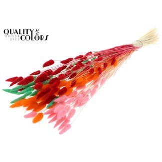 QC Gedroogde Gebleekte Hazenstaartjes Premium | Fluor Sorbet | Kleur: Gemengde Kleuren | Lagurus Ovatus droogbloemen | Lengte ± 70 centimeter | Gewicht 100 gram | Per bos