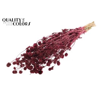 QC Getrocknete Kugelamaranth | Farbe: Bordeauxrot | Gomphrena Trockenblumen | Länge ± 60 Zentimeter | Pro Bund