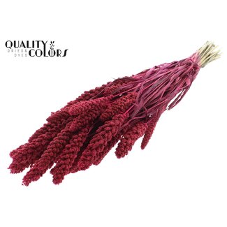 QC Millet séché | Couleur : Cerise | Pennisetum Fleurs séchées | Longueur ± 70 centimètres | Poids 250 grammes | Par bouquet