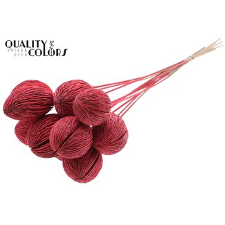 QC Gebleichte Mintolla Samenkapsel auf Stiel | Farbe: Rot | Pong Pong Mintolla Steckdekoration Trockenblumen | Länge ± 50 Zentimeter | 10 Stecker pro Bund