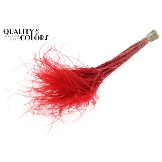 QC Gedroogd Stipa Vedergras | Kleur: Rood | Stypha Penata Droogbloemen | Lengte ± 60 centimeter | 10 pluimpjes per bos | Per bos