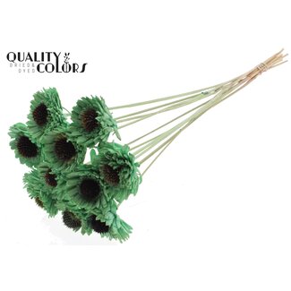 QC Shola Madelief Zonnebloem op stok | Kleur: Mintgroen | Shola Daisy Sunflower | Diameter 6 centimeter | Lengte ± 50 centimeter | 10 bijstekers per bos | Per bos