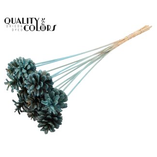 QC Gebleekte Dennenappel op stok | Kleur: Lichtblauw | Diameter 5 - 7 centimeter | Lengte ± 50 centimeter | 10 bijstekers per bos