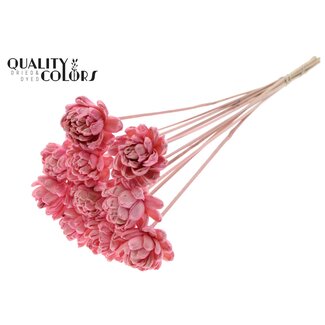 QC Shola Roos op stok | Kleur: Lichtroze | Shola New Beauty Rose | Diameter 6 centimeter | Lengte ± 50 centimeter | 10 bijstekers per bos | Per bos