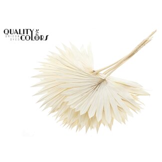 QC Dried Bleached Palm Sun | Colour: Natural | Fan-shaped Palm Leaves | Length ± 55 centimetres | 10 stems per bunch | Per bunch