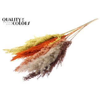 QC Gedroogde Pampas Pluimen “Kleurrijk 3” | Kleur: Gemengde Kleuren | Pampas Droogbloemen | Lengte ± 100 centimeter | 5 pluimen per bos | Per bos