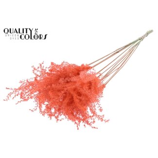 QC Dried Chinese Silver Grass Plumes | Colour: Coral | Miscanthus Dried Flowers | Length ± 70 centimetres | 5 plumes per bunch | Per bunch