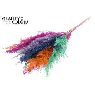 QC Dried Pampas Plumes “Neon Dusk” | Colour: Mixed Colours | Pampas Dried Flowers | Length ± 70 centimetres | 10 plumes per bunch | Per bunch