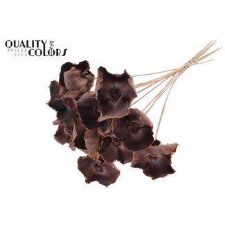 QC Dried Palm Cup on stem | Colour: Frosted Salmon | Length ± 50 centimetres | 10 stems per bunch