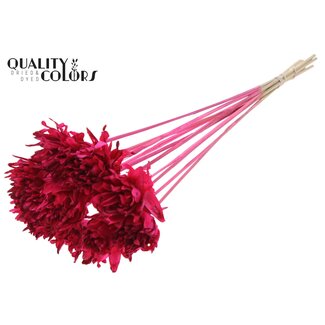 QC Shola Dennenhouten Bloem op stok | Kleur: Kerskleurig | Shola Slice Pine Bijsteker | Diameter bloem 6 centimeter | Lengte bijsteker ± 50 centimeter | 10 bijstekers per bos