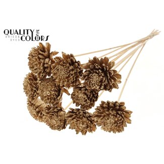 QC Shola Zinnia Flower on stem | Colour: Antique Gold-coloured | Shola Zinia | Diameter 8 centimetre | Length ± 50 centimetre | 10 picks per bunch | Per bunch