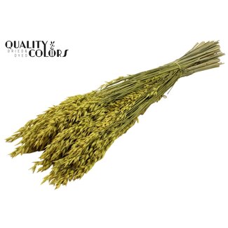 QC Gedroogde Haver | Kleur: Geel | Avena Droogbloemen | Lengte ± 60 centimeter | Gewicht 250 gram | Per bos