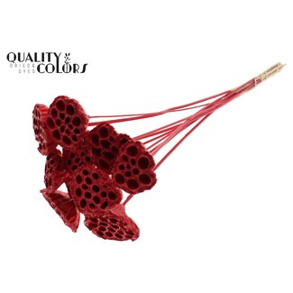 QC Getrocknete Lotusfruchtstände auf Stiel | Farbe: Rot | Durchmesser Lotus 5 - 7 Zentimeter | Länge der Einstecker ± 50 Zentimeter | 10 Einstecker pro Bund