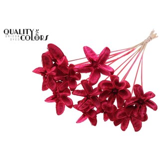 QC Gedroogde Rambutan zonder stekels | Kleur: Rood | Rambutan Droogbloemen | Lengte ± 50 centimeter | Per bos