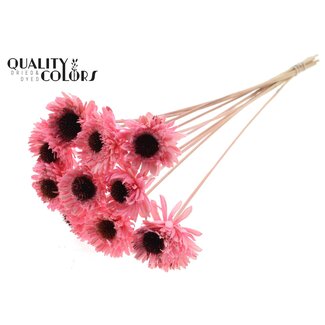 QC Shola Wooden Daisy Sunflower on stick | Colour: Light Pink | Shola Daisy Sunflower Stick | Flower diameter 6 centimetres | Stick length ± 50 centimetres | 10 sticks per bunch