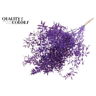 QC Dried Ruscus | Colour: Purple | Ruscus Dried Flowers | Length ± 70 centimetres | 10 stems per bunch | Per bunch