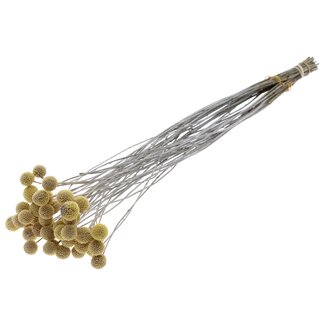 QC Getrocknete Craspedia | Farbe: Frosted Weiß | Trommelstöckchen Trockenblumen | Länge ± 70 Zentimeter | 10 Stiele pro Bund | Pro Bund