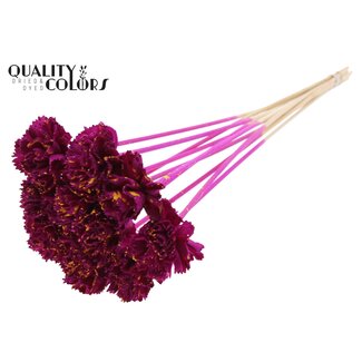 QC Shola Houten Karnish Bloem op stok | Kleur: Gespetterd Lilakleurig Geel | Shola Karnish Flower Bijsteker | Diameter bloem 6 centimeter | Lengte bijsteker ± 50 centimeter | 10 bijstekers per bos