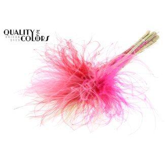 QC Gedroogd Stipa Vedergras “Lady Mix” | Kleur: Gemengde Kleuren | Stypha Penata Droogbloemen | Lengte ± 60 centimeter | 10 pluimpjes per bos | Per bos