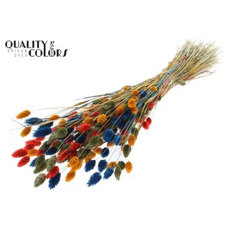 QC Gedroogde Phalaris "Kleurrijk 6" | Kleur: Gemengde Kleuren | Kanariegras Droogbloemen | Lengte ± 60 centimeter | Gewicht 220 gram | Per bos