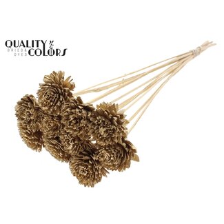 QC Shola Zinnia Bloem op stok | Kleur: Antiek Goudkleurig | Shola Zinia | Diameter 6 centimeter | Lengte ± 50 centimeter | 10 bijstekers per bos | Per bos