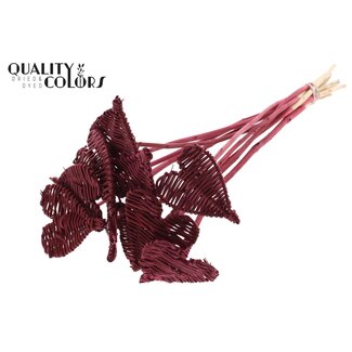 QC Coeur en rotin Lata sur bâton | Couleur : Bordeaux | Pique-plat Lata Heart | Diamètre 8 centimètres | Longueur ± 50 centimètres | 10 piques par bouquet