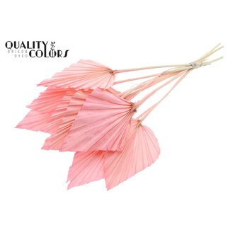 QC Gedroogde Gebleekte Palm Spear | Kleur: Lichtroze | Palmbladeren in Speervorm | Lengte ± 55 centimeter | 10 takken per bos | Per bos