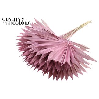 QC Getrocknete Palm Sun Spear | Farbe: Frosted Rosa | Palmblätter in Fächerform | Länge ± 50 Zentimeter | 10 Zweige pro Bund | Pro Bund