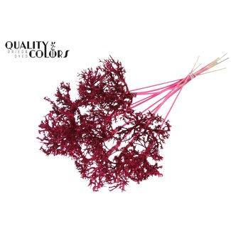 QC Dry Tree sur tige | Couleur : Cerise | Dry Tree Pique-fleurs | Longueur de la pique-fleurs ± 50 centimètres | 10 piques-fleurs par bouquet