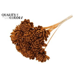 QC Shola Rose on stem | Colour: Terracotta | Shola New Beauty Rose | Diameter 8 centimetre | Length ± 50 centimetre | 10 filler picks per bunch | Per bunch